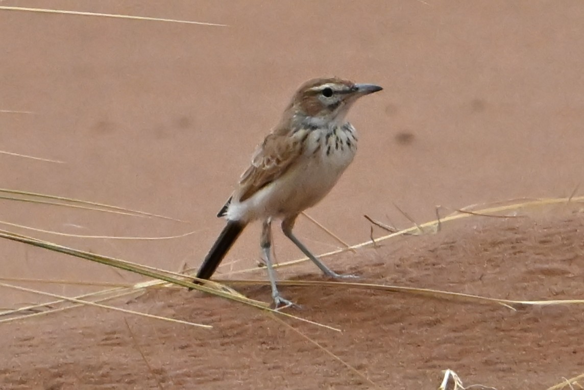Dune Lark - ML655164042