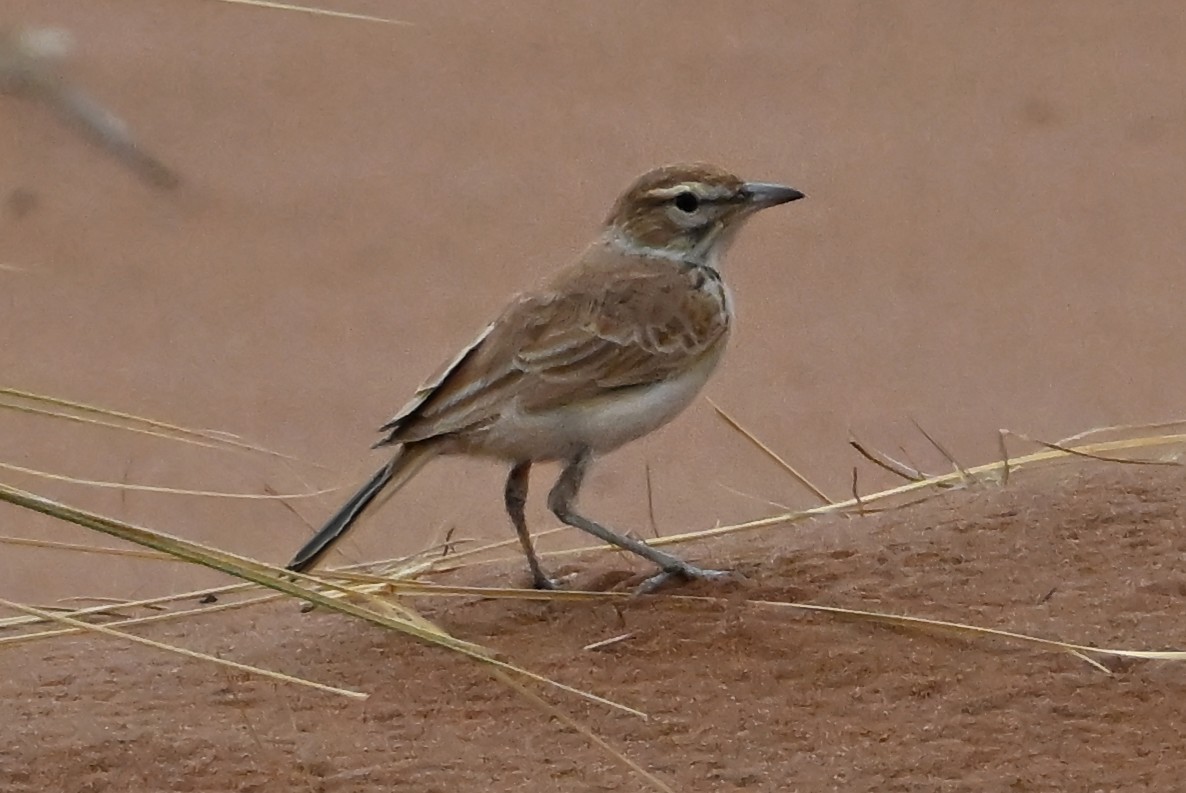 Dune Lark - ML655164047