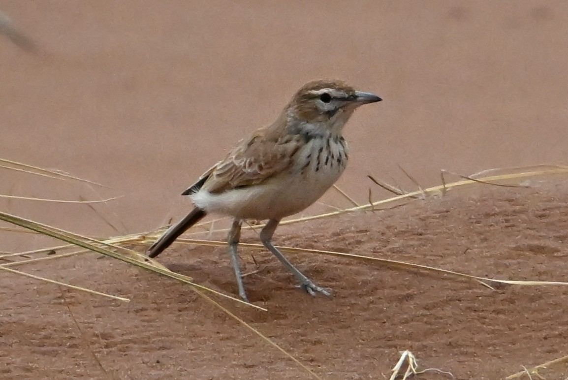 Dune Lark - ML655164056