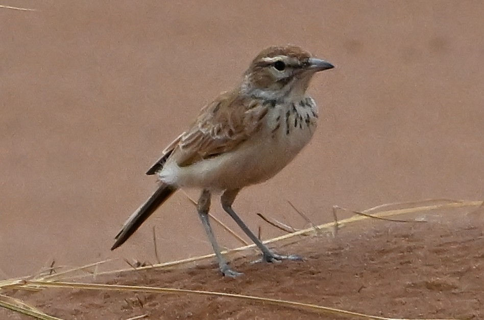 Dune Lark - ML655164069