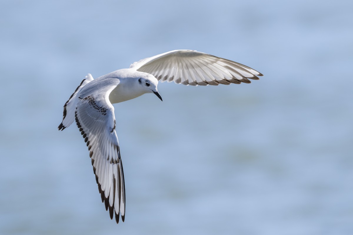 Bonaparte's Gull - ML655164205