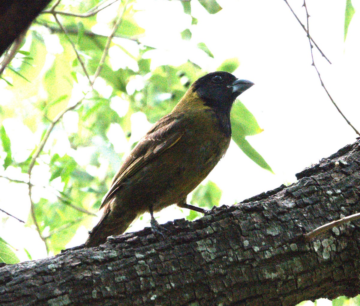 Crimson-collared Grosbeak - ML655164620