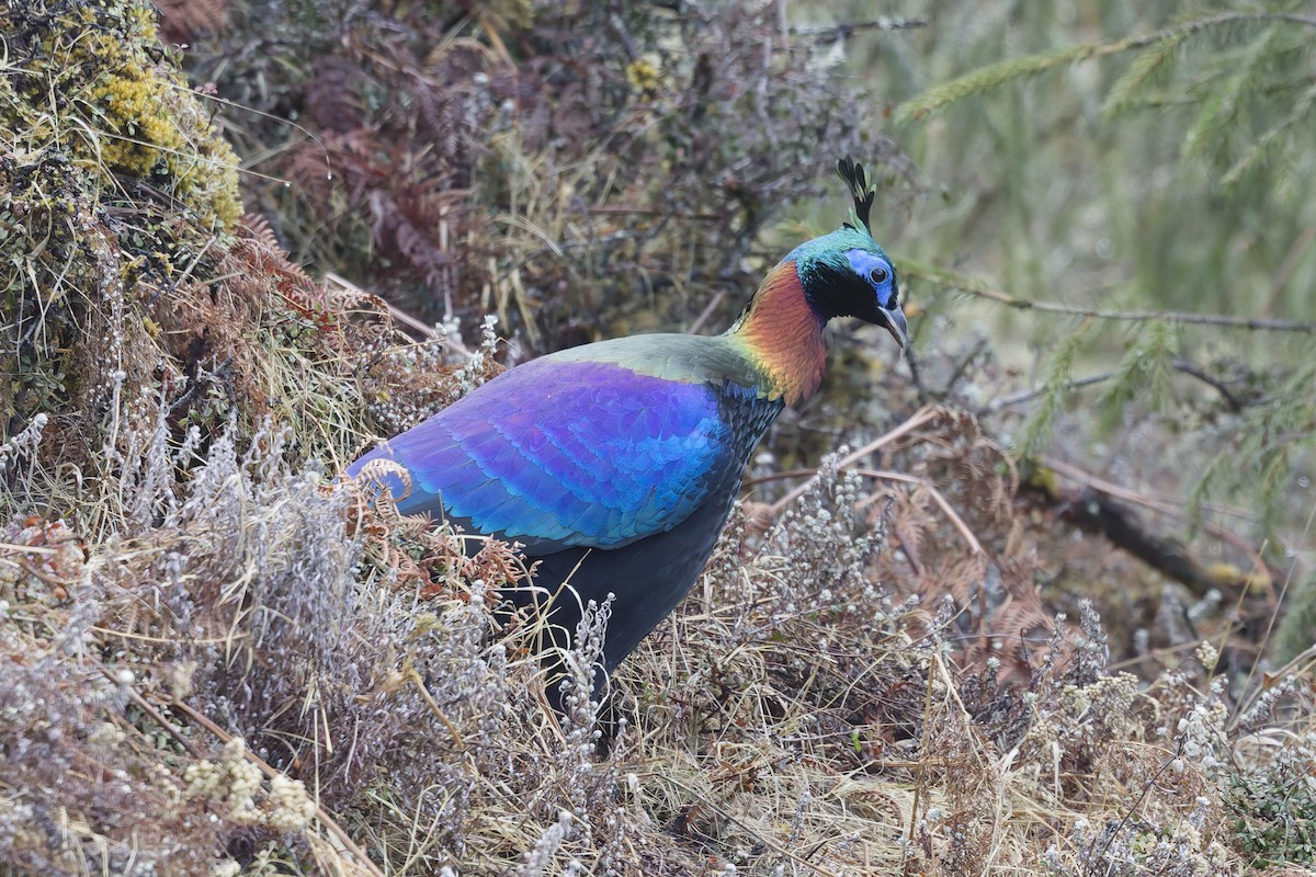 eBird Checklist - 30 Mar 2026 - Tharpaling Monastery - 19 species