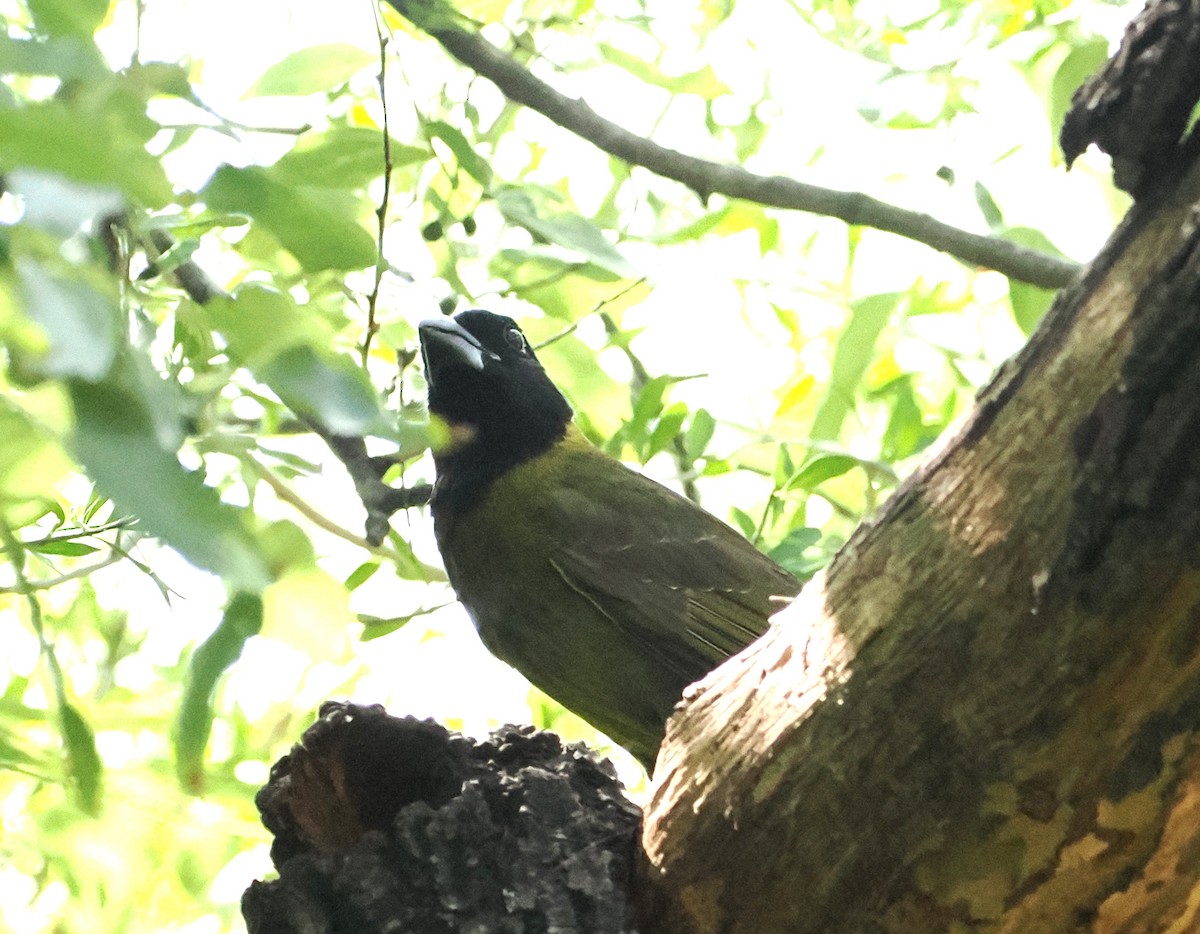 Crimson-collared Grosbeak - ML655164629