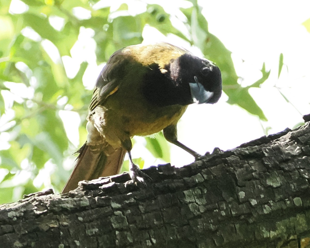 Crimson-collared Grosbeak - ML655164644