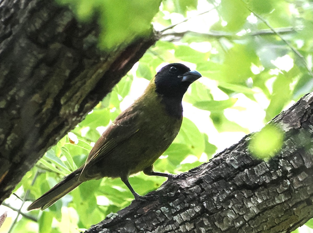 Crimson-collared Grosbeak - ML655164730