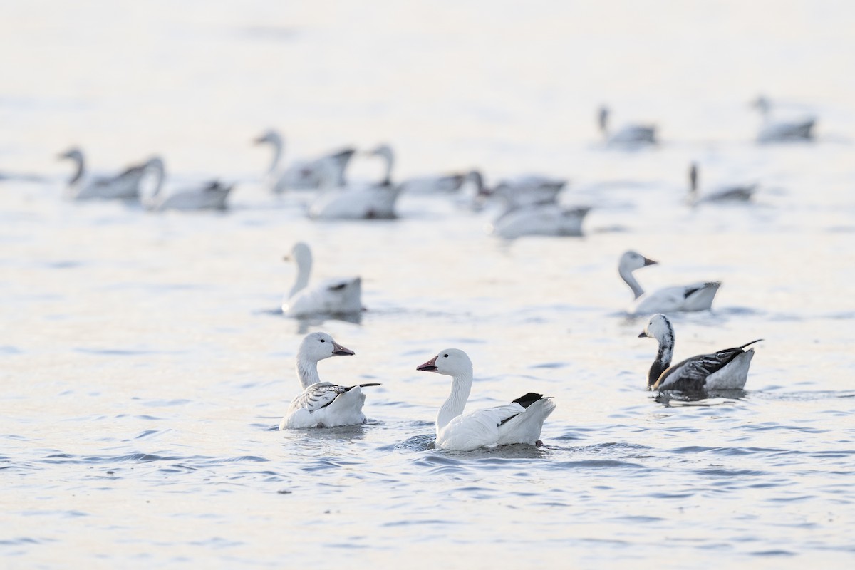Snow Goose - ML655165594
