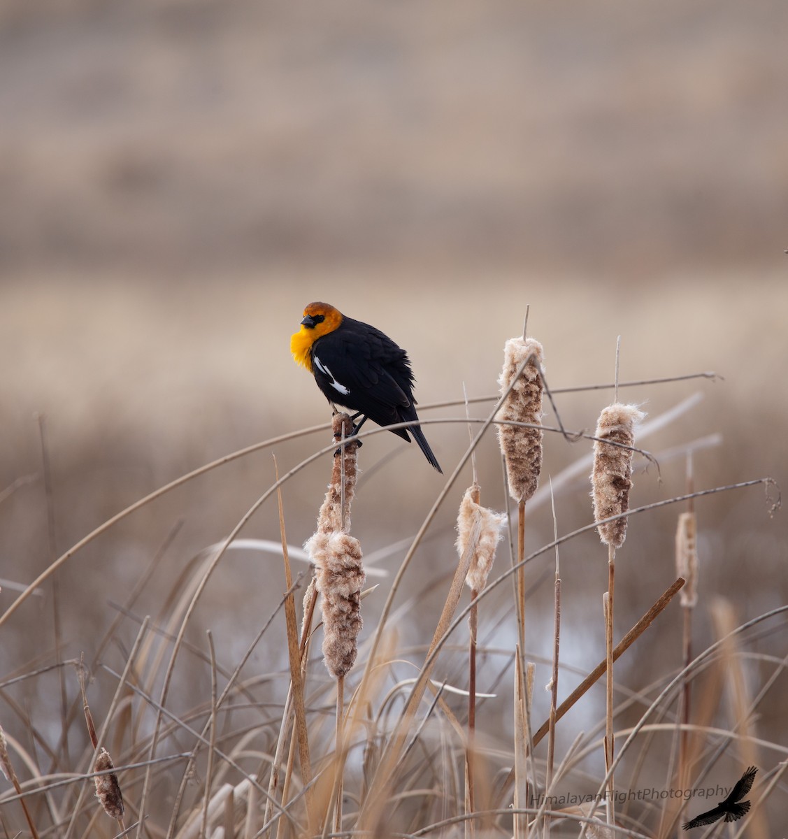 eBird Checklist - 13 Apr 2026 - Frank Lake--NW lookout/blind/outflow ...