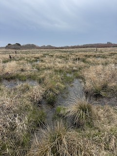 Windswept Cranberry Bogs, Nantucket, Massachusetts, United States ...