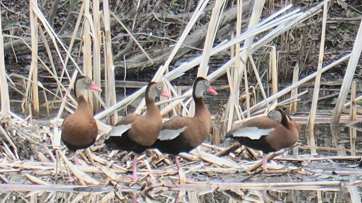 Black-bellied Whistling-Duck - ML655166965