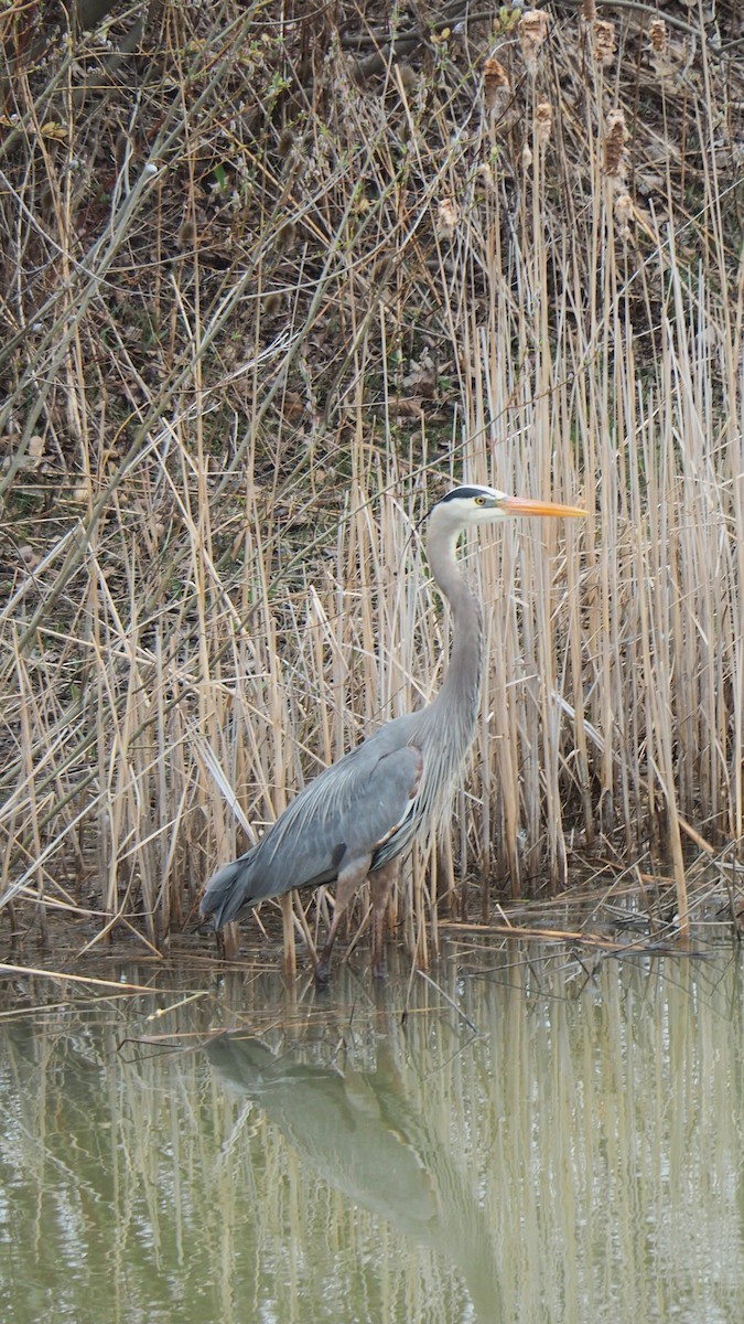 Great Blue Heron - ML655166973