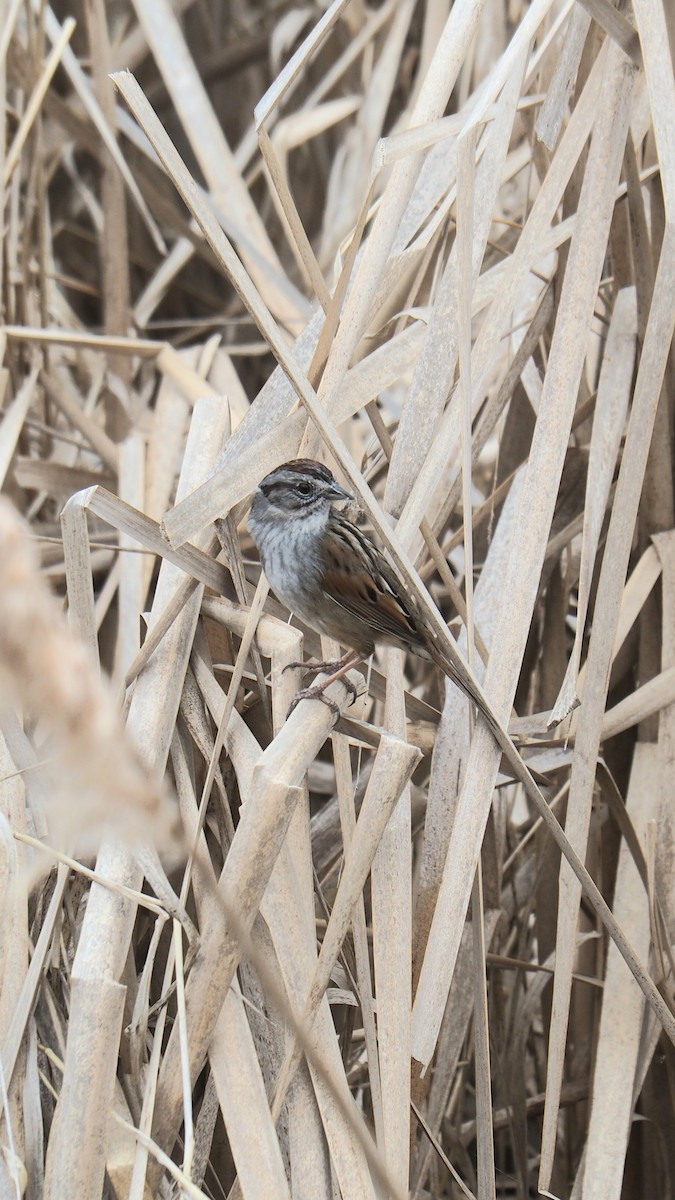Swamp Sparrow - ML655166977