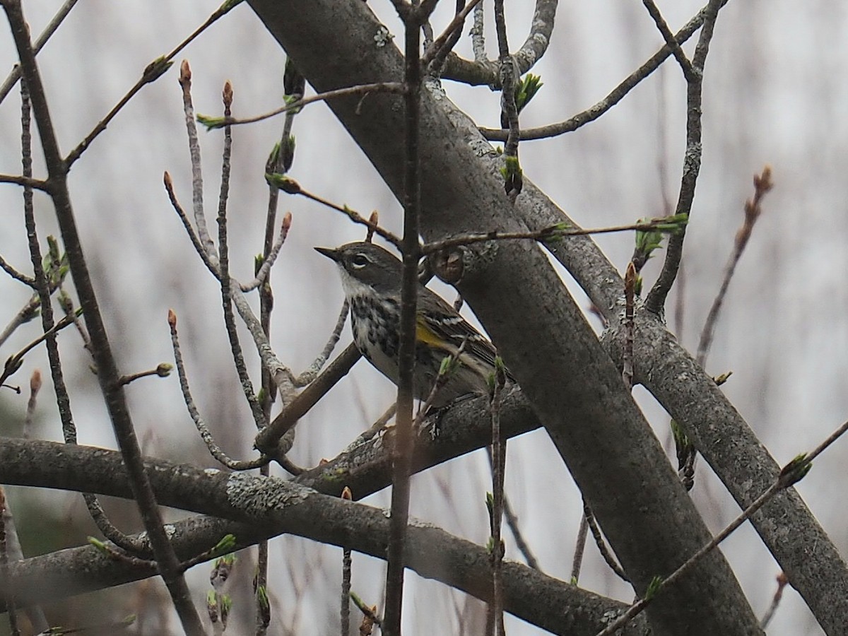 Yellow-rumped Warbler - ML655167010