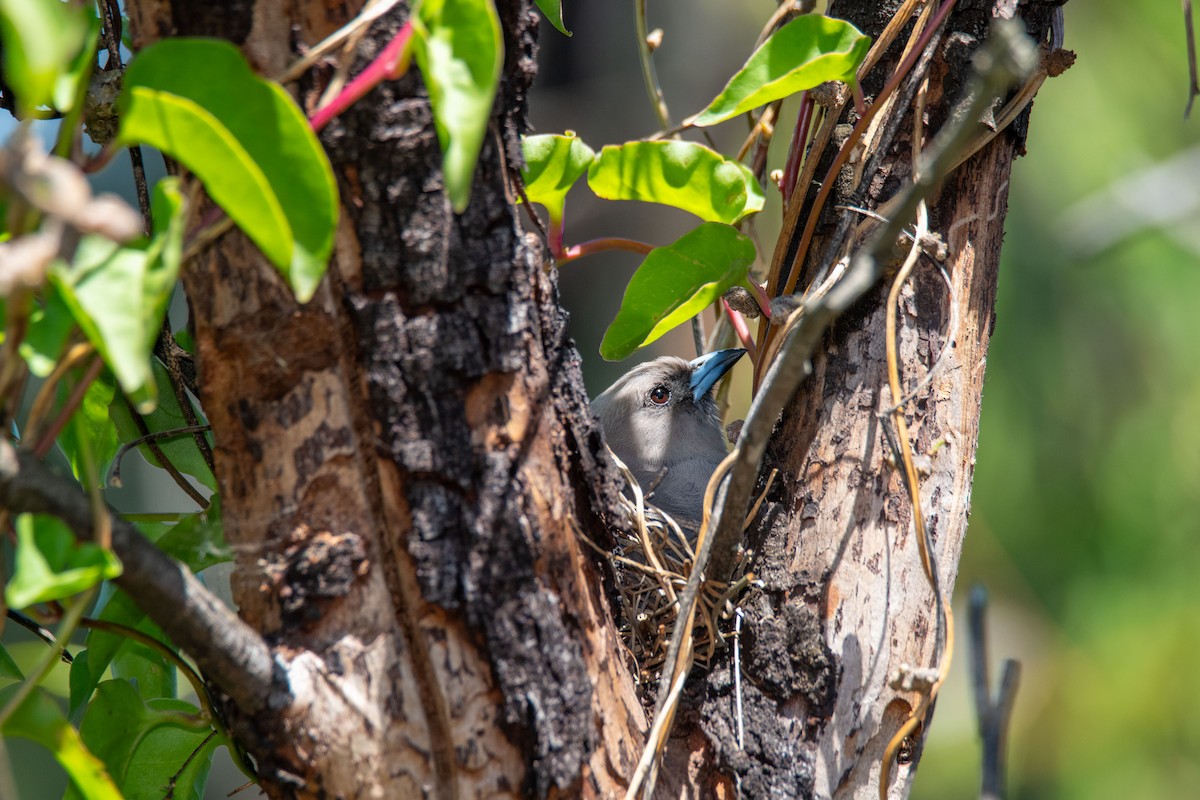 Dusky Woodswallow - ML655168803