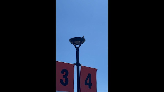 Northern Mockingbird - ML655169348