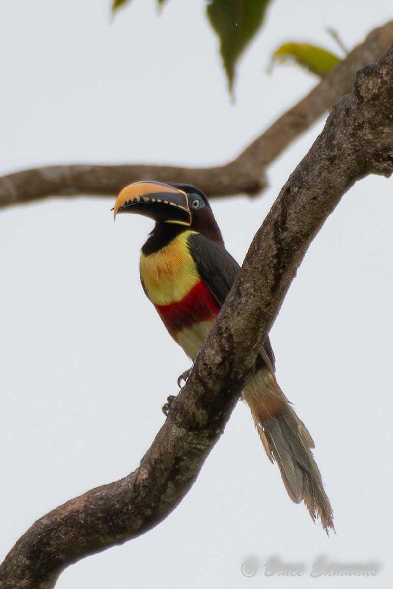 Chestnut-eared Aracari - ML655173989