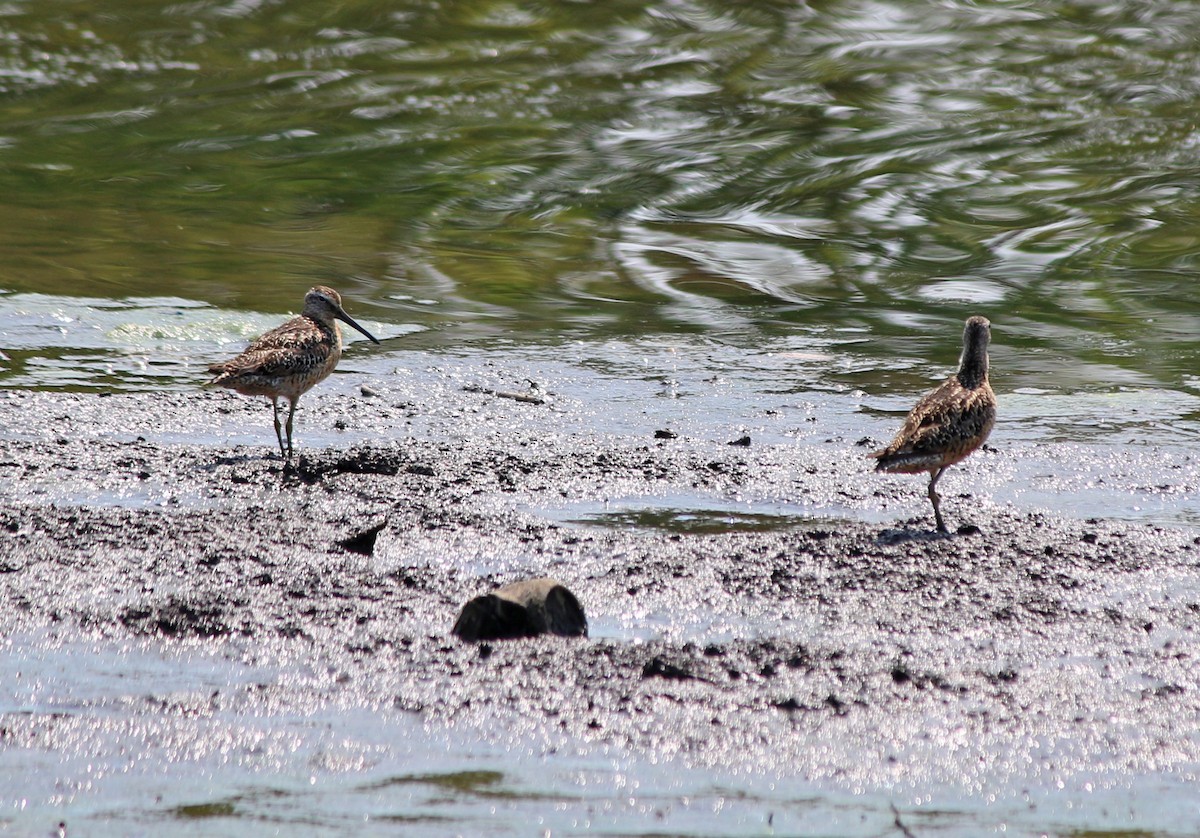 Short-billed Dowitcher (hendersoni) - ML65517461