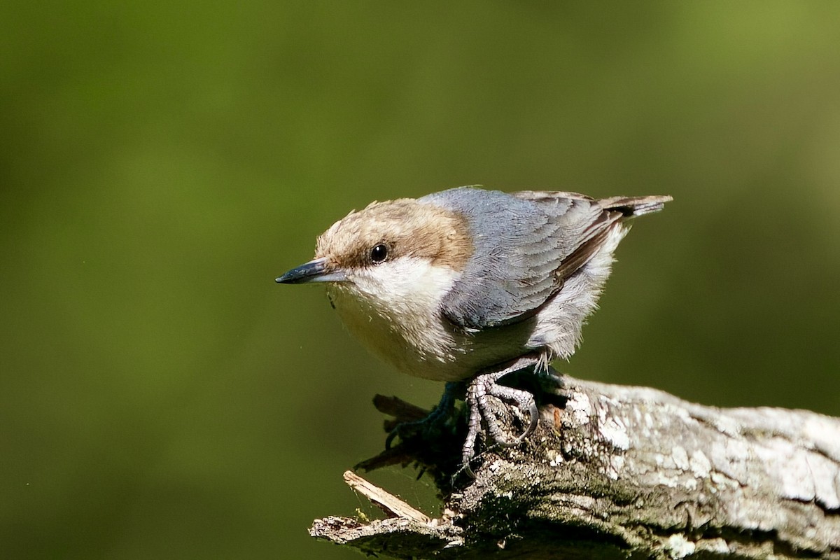 Brown-headed Nuthatch - ML655174660