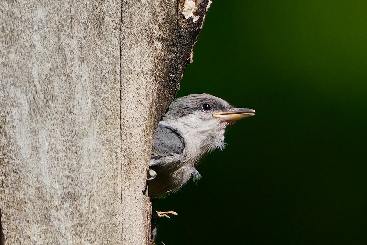 Brown-headed Nuthatch - ML655174661