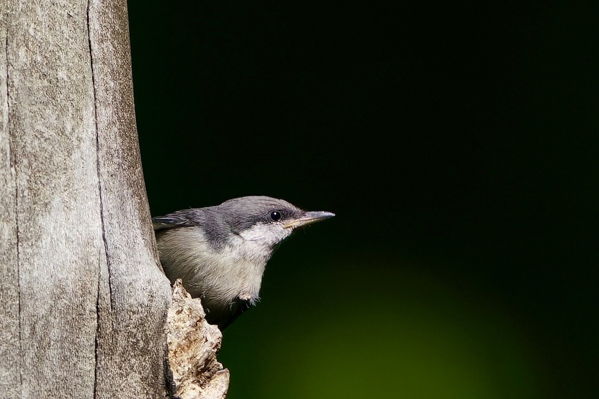 Brown-headed Nuthatch - ML655174662