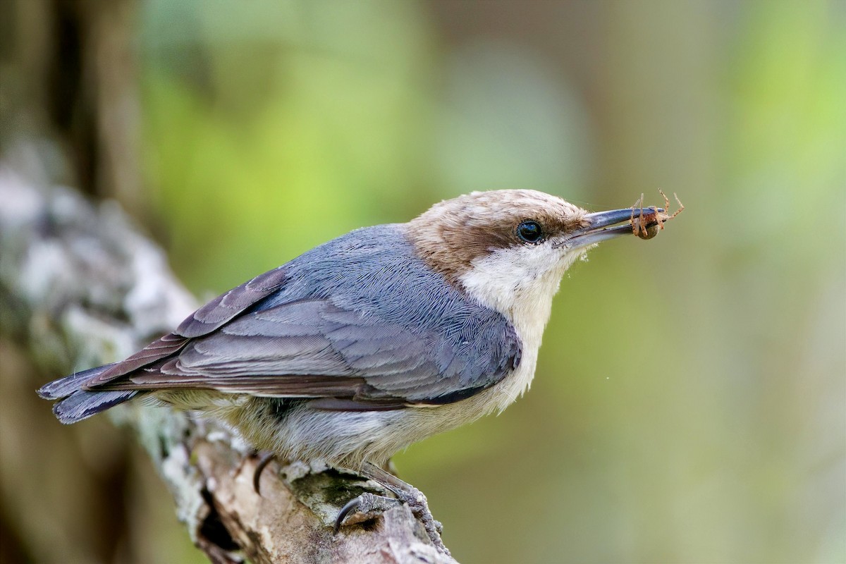 Brown-headed Nuthatch - ML655174663