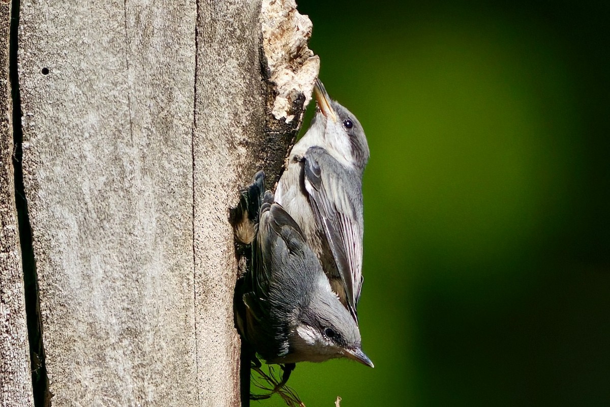 Brown-headed Nuthatch - ML655174664
