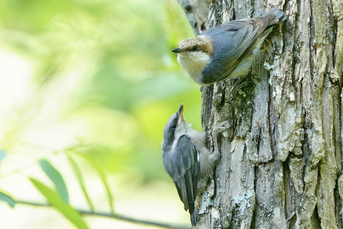 Brown-headed Nuthatch - ML655174665