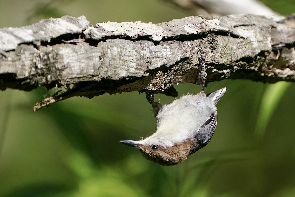 Brown-headed Nuthatch - ML655174666