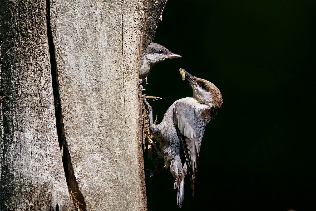 Brown-headed Nuthatch - ML655174667
