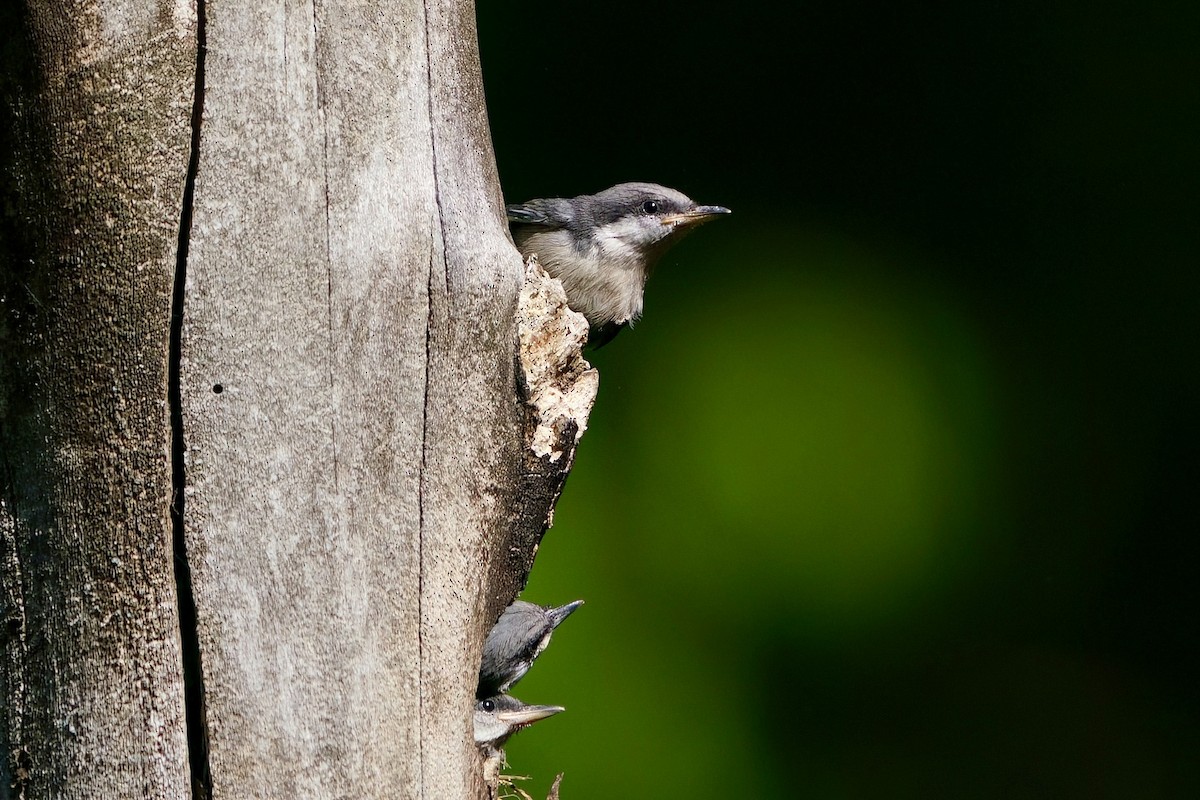 Brown-headed Nuthatch - ML655174668