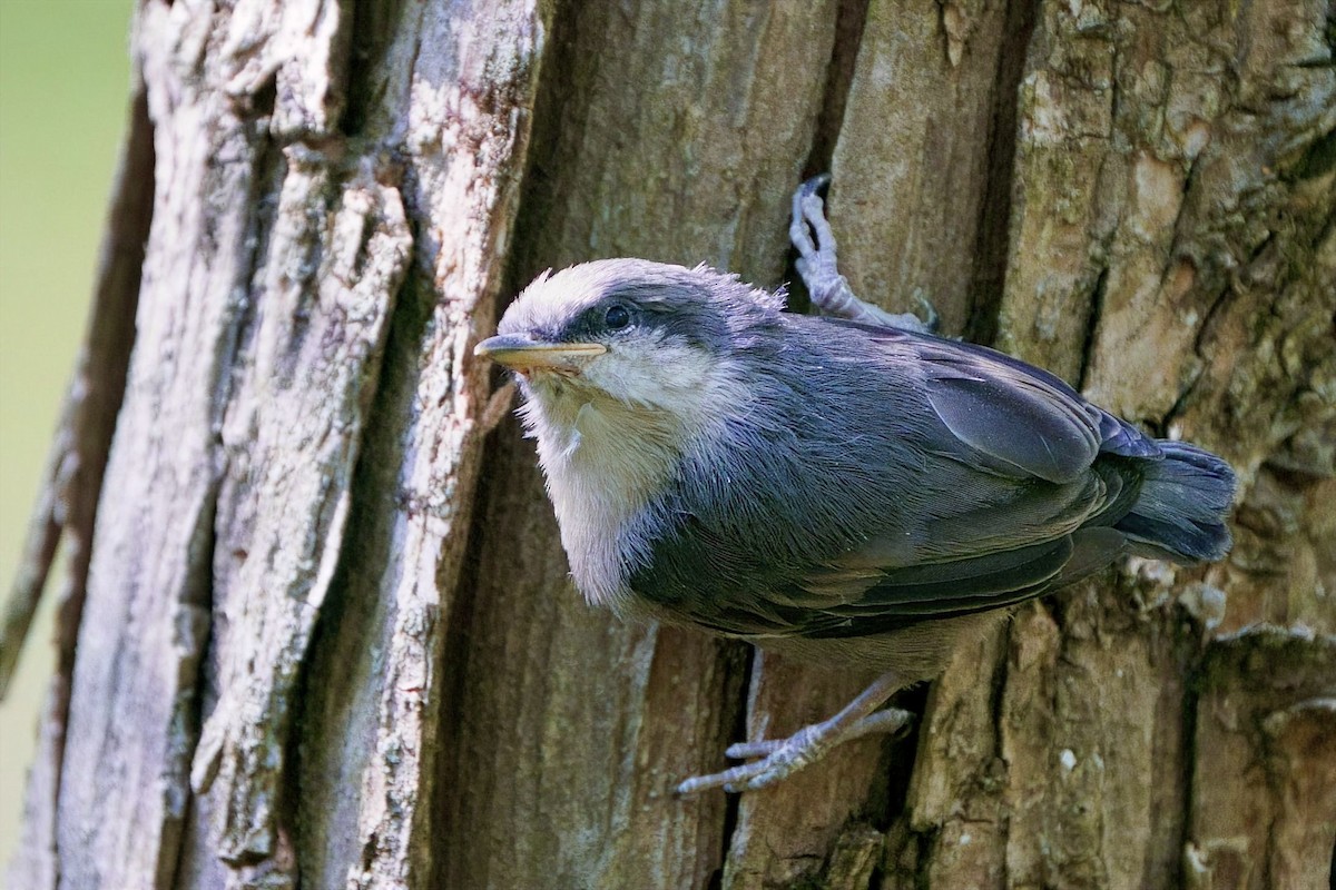 Brown-headed Nuthatch - ML655174670
