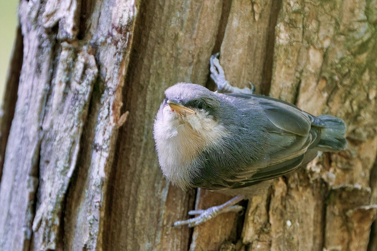 Brown-headed Nuthatch - ML655174671