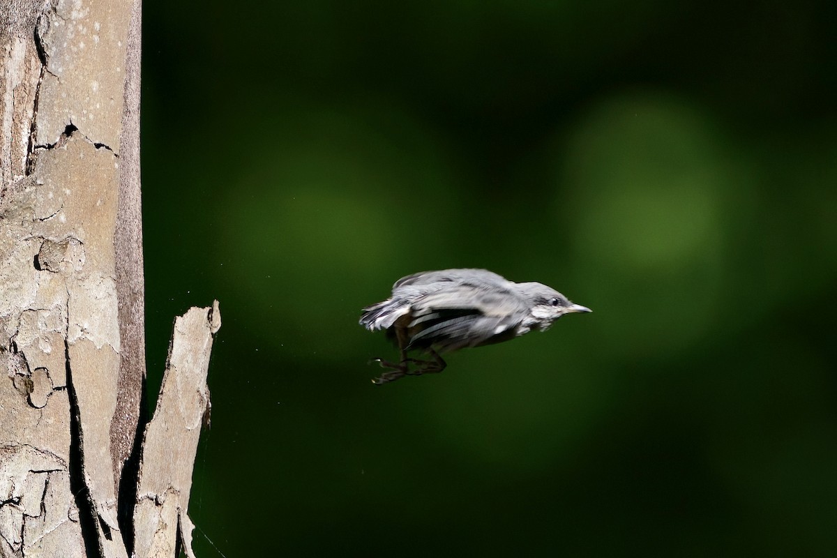 Brown-headed Nuthatch - ML655174672