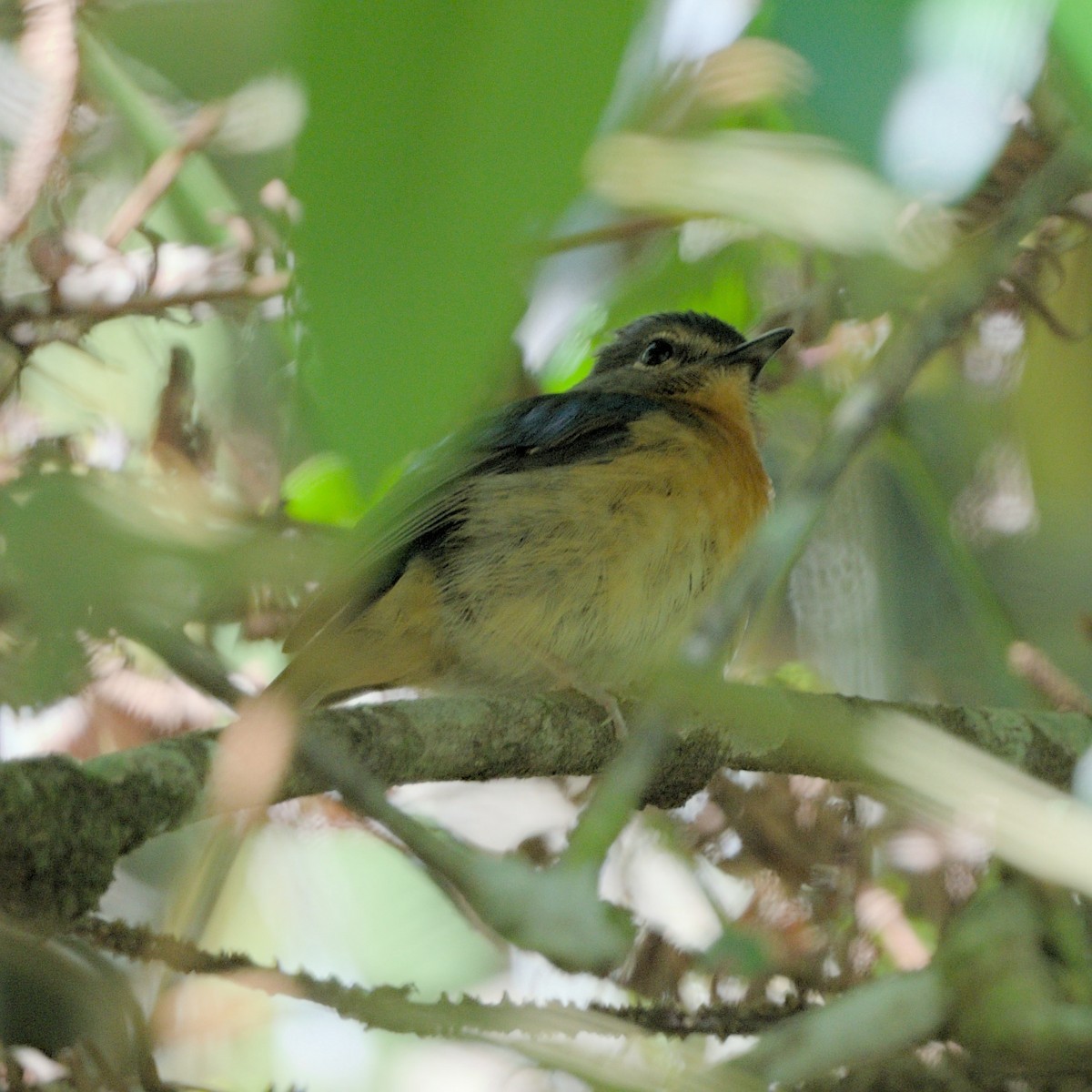 Sulawesi Blue Flycatcher - ML655175075