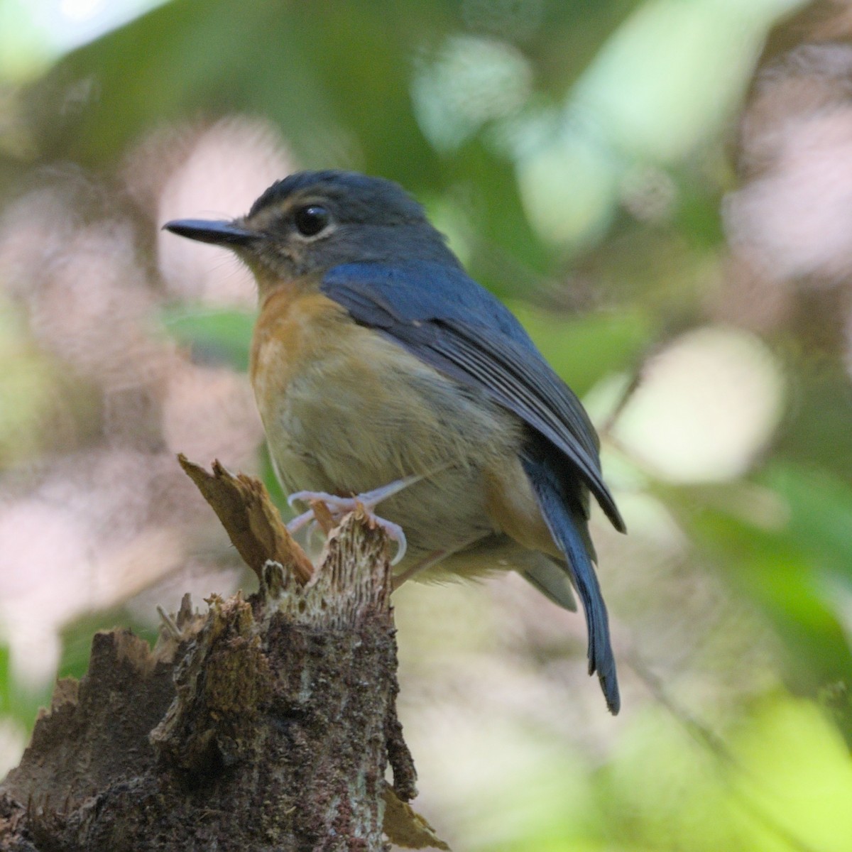 Sulawesi Blue Flycatcher - ML655175076