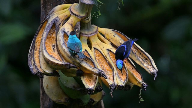 Red-legged Honeycreeper - ML655175996