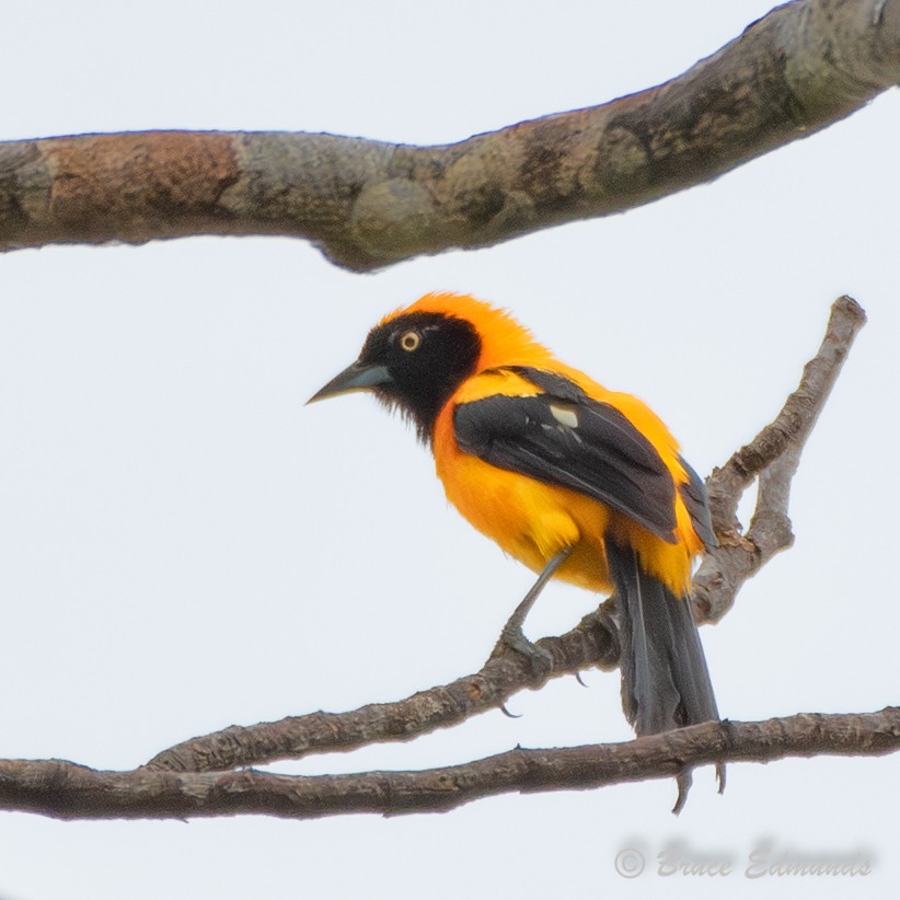 Orange-backed Troupial - ML655176515