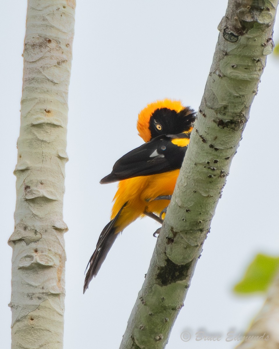 Orange-backed Troupial - ML655176664