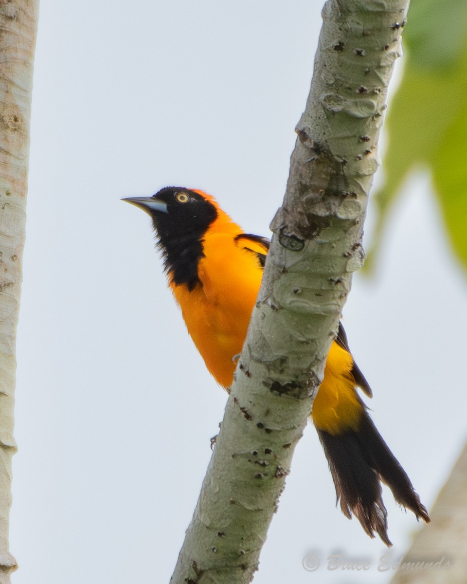 Orange-backed Troupial - ML655176665