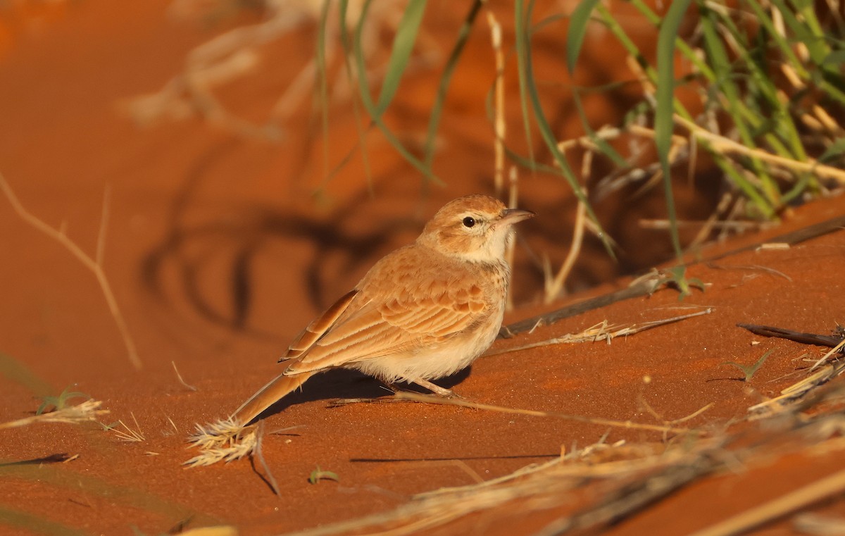 Dune Lark (Dune) - ML655176707