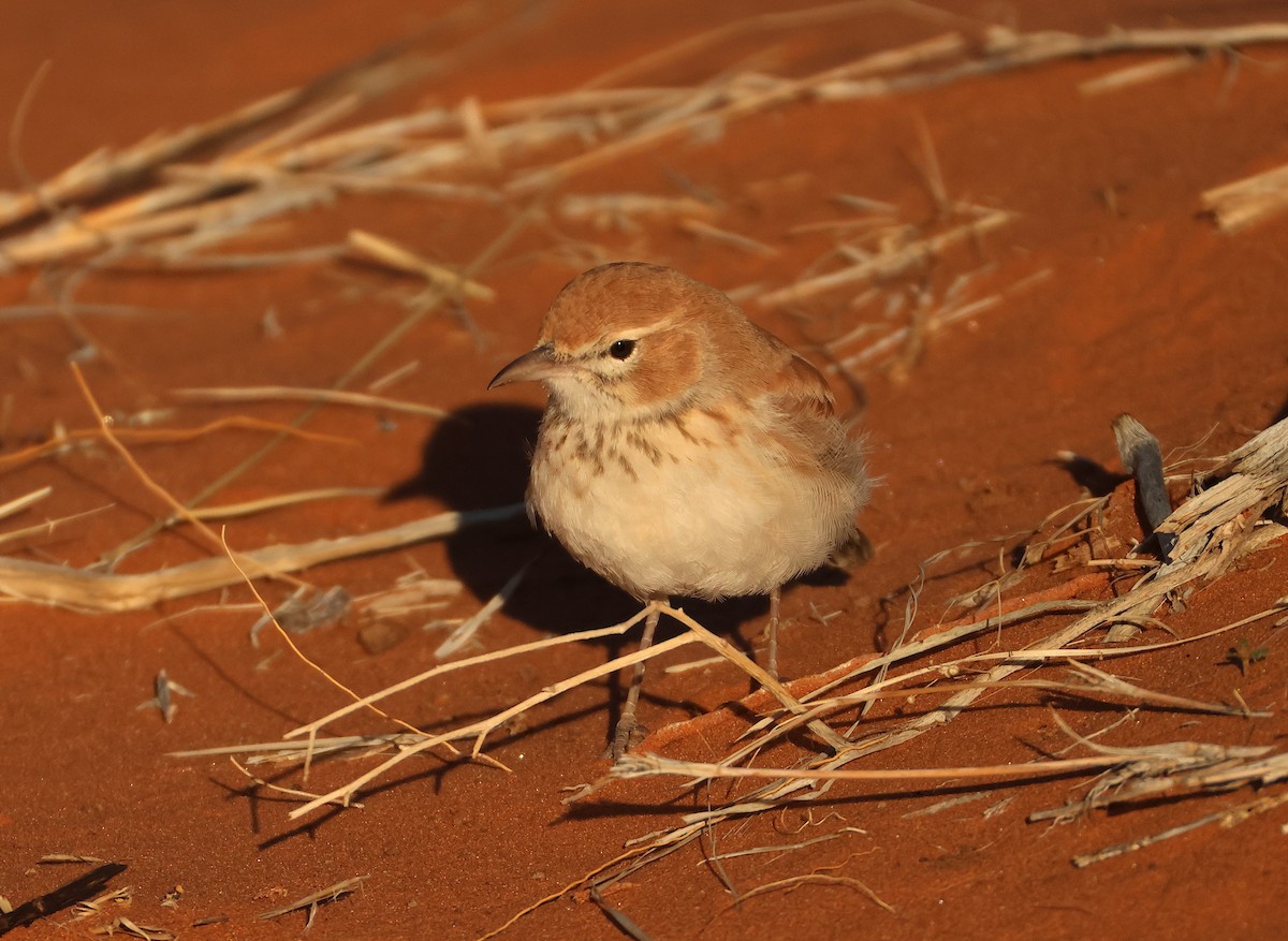 Dune Lark (Dune) - ML655176708