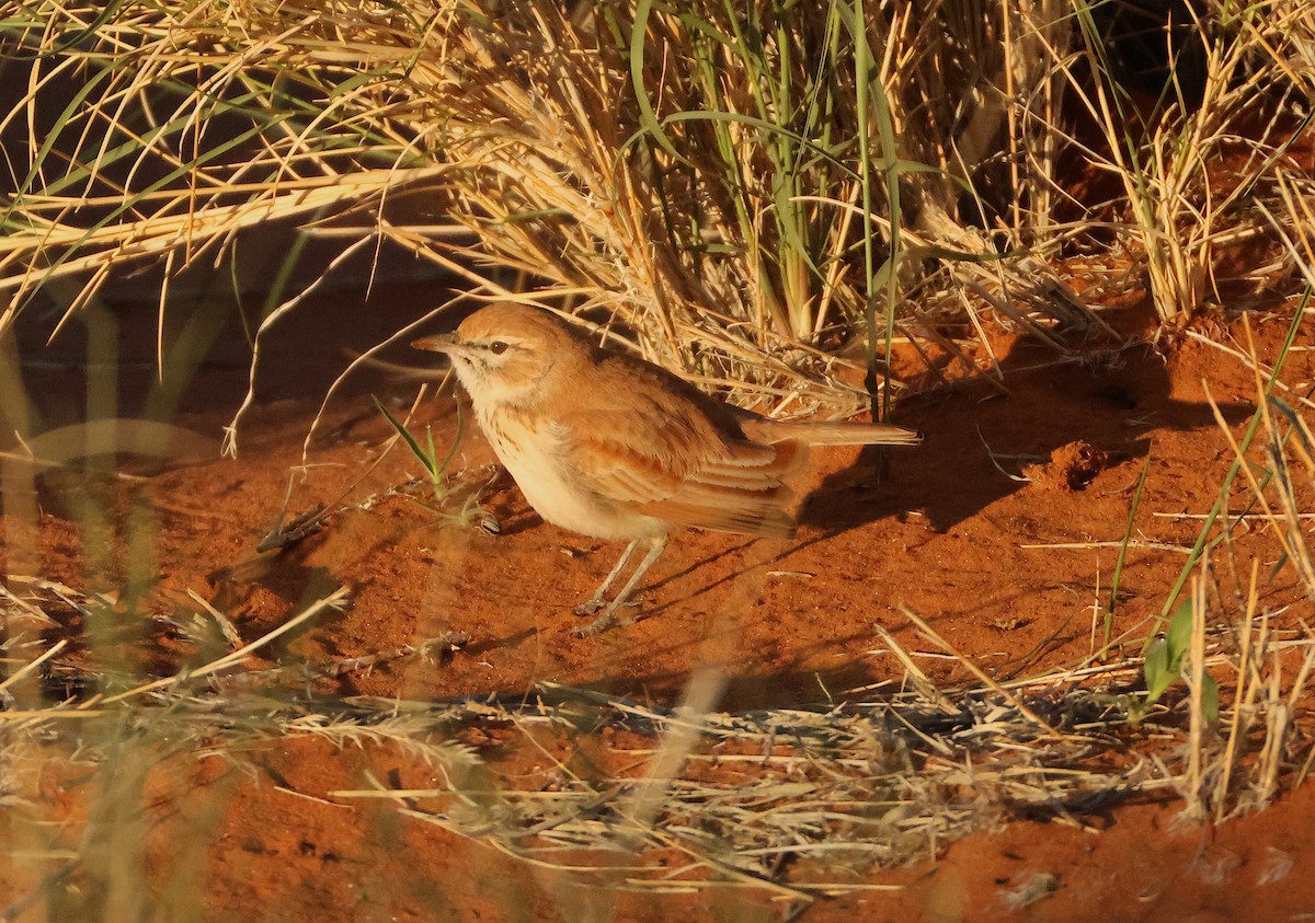 Dune Lark (Dune) - ML655176709