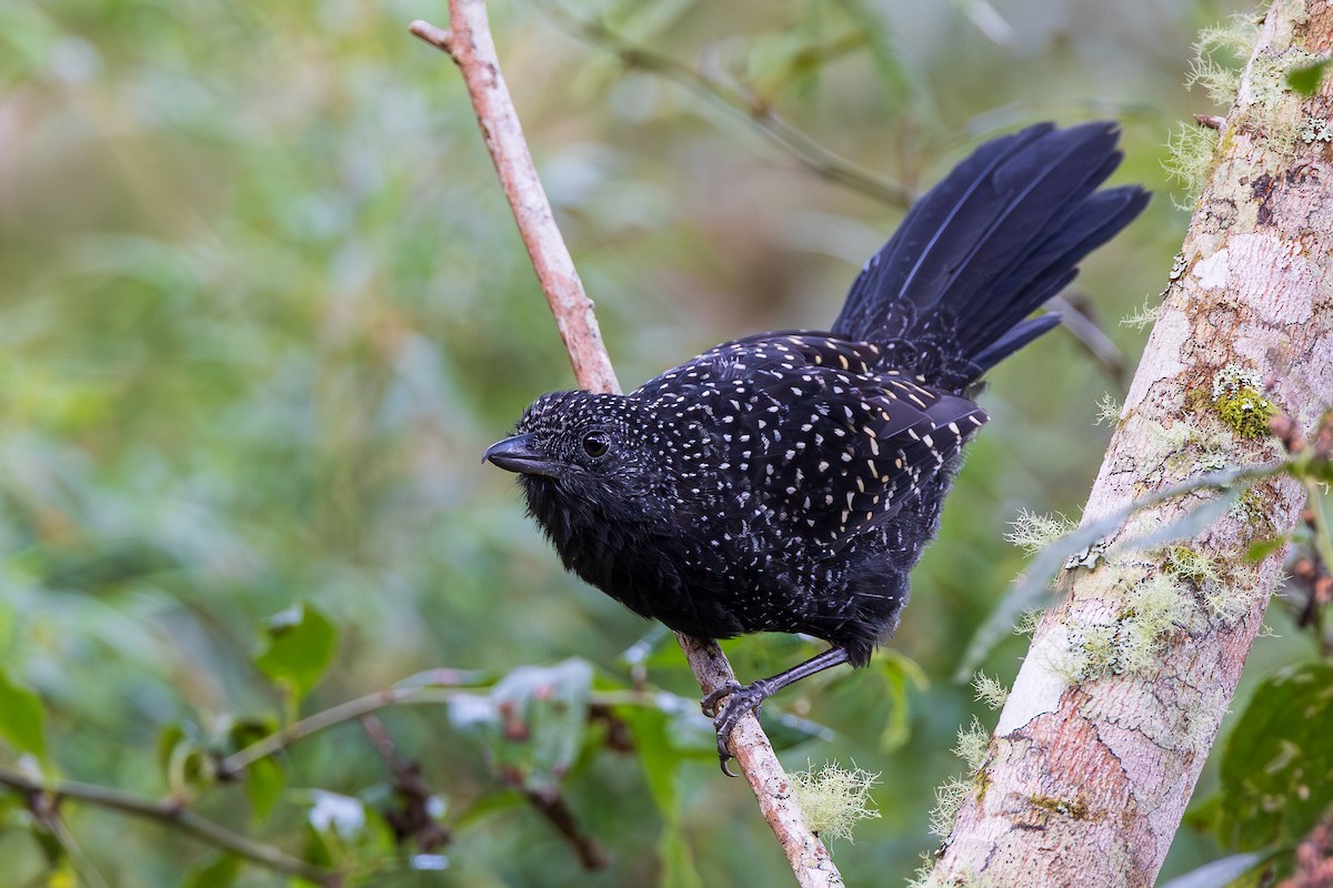 Large-tailed Antshrike - ML655176768