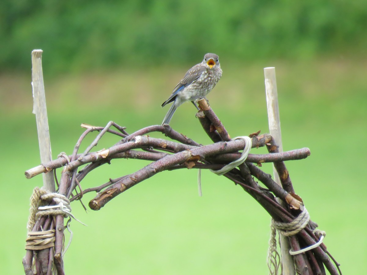 Eastern Bluebird - ML65517701