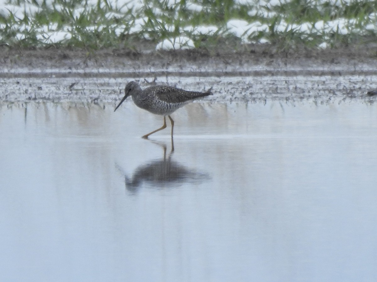 Grand Chevalier - ML655177289