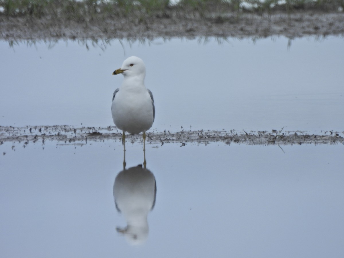 Goéland à bec cerclé - ML655177295
