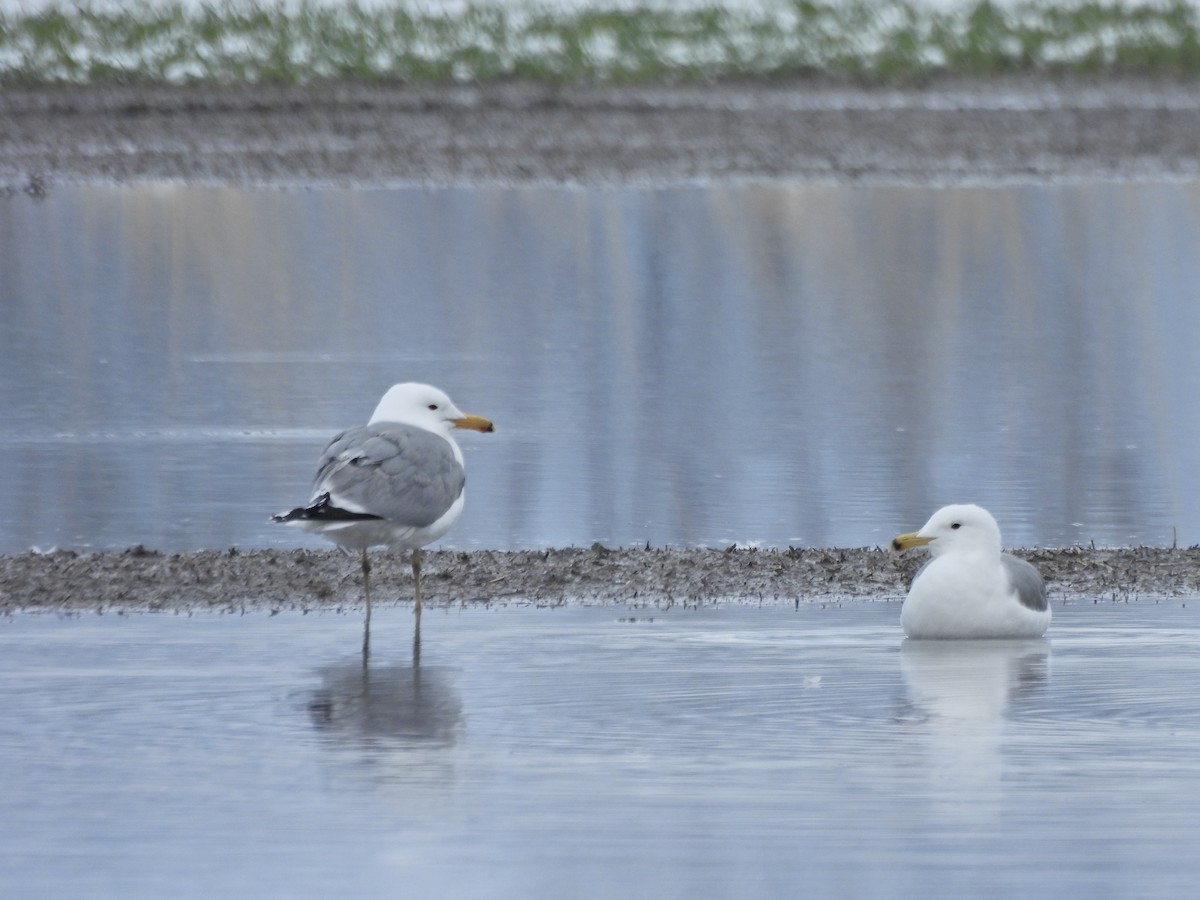 Goéland de Californie - ML655177301