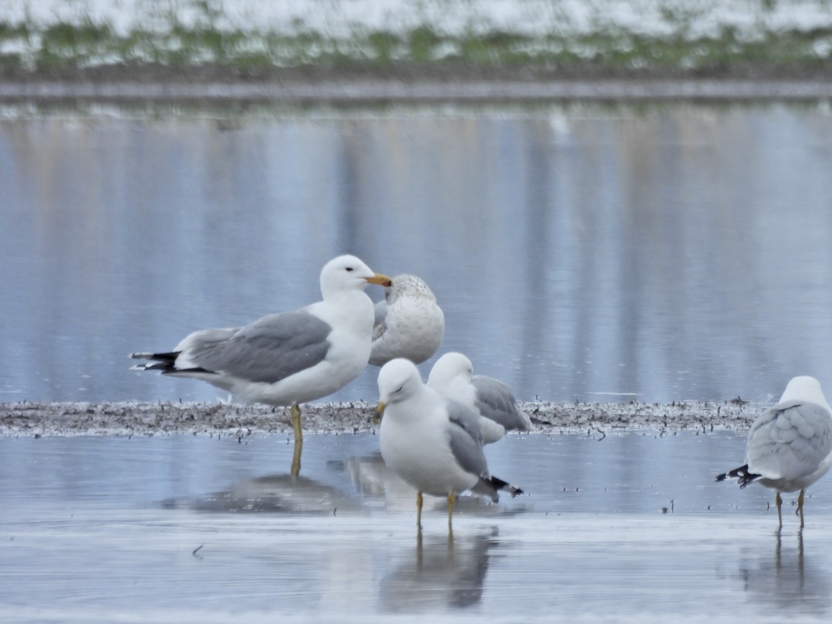 Goéland de Californie - ML655177303