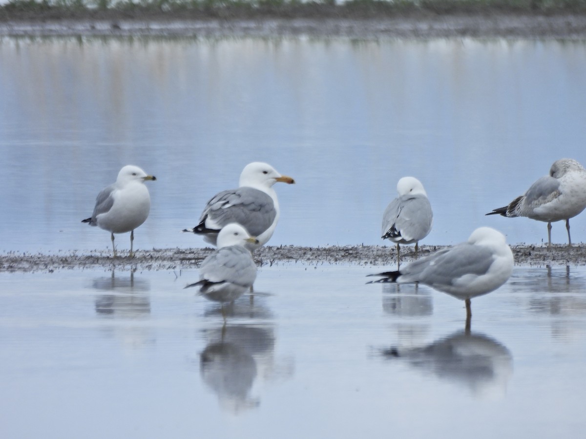 Goéland de Californie - ML655177304