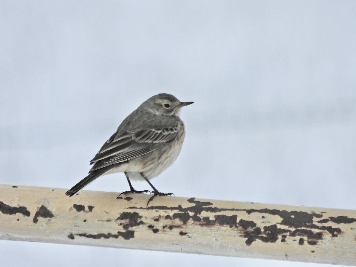 Pipit d'Amérique - ML655177327